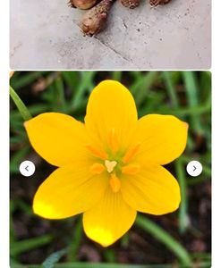 Yellow Rain Lily Bulbs