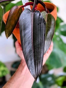 black knight Philodendron Plant