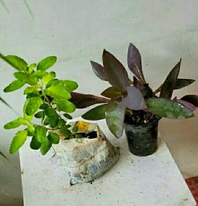Pack 2 Tulsi &amp; Purple Heart ❤️ Plants