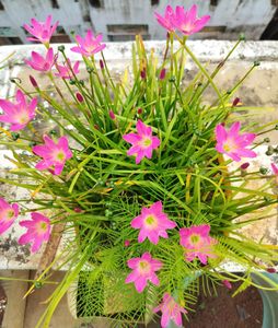 3 Colour Rain Lily's