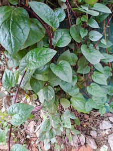 Red Malabar Sapnich Plant