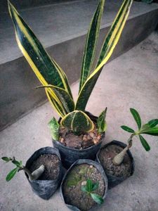 3 Adenuim saplings and golden flame  com