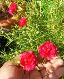 Combo Of 3 Plants @ Low Price
