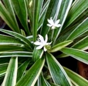 Chlorophytum Laxum Plant 🌵&amp;Pot