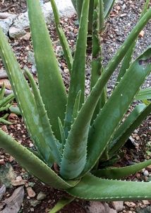 5 Healthy Aloe Vera Plant