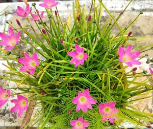 Pink Rain Lily Bulbs