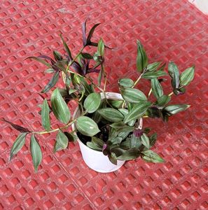 Set 2 Arrowhead &amp; Zabronics PLANT &amp; POT