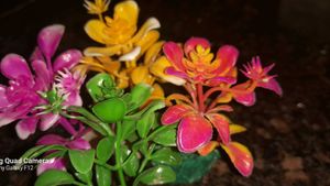 PLANTS FOR AQUARIUM DECORATION