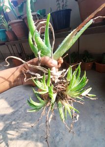 Alovera (2 Plants)