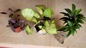 Set 3 Syngonium &amp; Pink Heat &amp; Arrowhead Plants