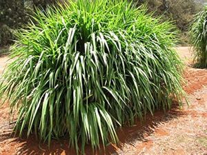 grass plant
