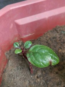 Red Malabar Sapnich Plant