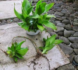 Live Basket Plant Pups (3 pcs)