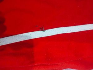 Red Polo Sport Track Pants