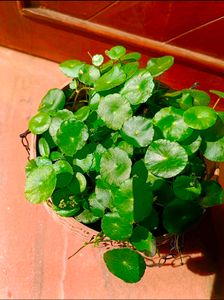 2 Plants With Pot Free Delivery