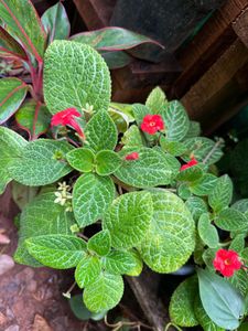 20 Live Root Plants