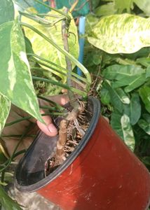 epipremnum pinnatum albo