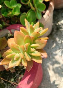 Succulents