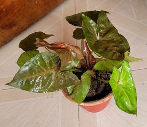 🌱arrowhead vine Plant 🪴 🌿&amp; Pot
