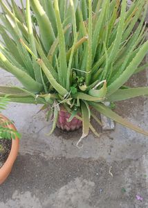Aloevera Plant 7 Year Mature Plan So Many Baby