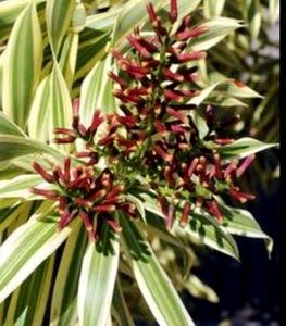 Pandanus veitchii Plant 🪴