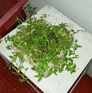 Tradescantia fluminensis plants &amp; pot