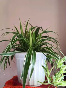 original spider plant