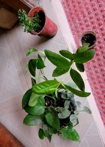 3 Set  Ming Aralia Pana &amp; Money &amp; Bear Plants