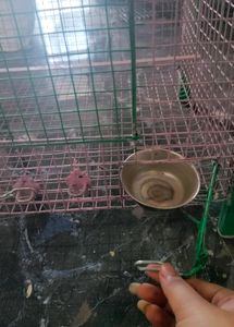 Birds Cage ( Pijara)