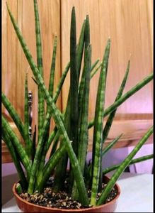 LIVE Cylindrical Snake/Spear Plant