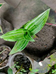 Variegated Basket  Plant