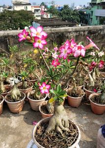 Beautiful Adenium Plants