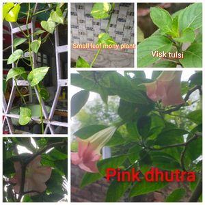 & Pink Datura Plant. visk tulsi