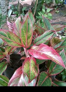 Plant Combo