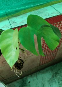 Monstera Deliciosa Plant
