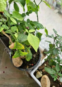 Healthy Belpatra Plant 🪴 (pack of 10 )