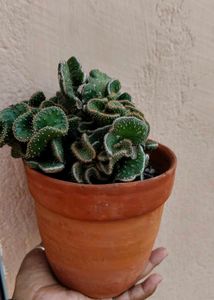 cactus with terracotta pot