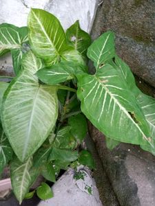 segonium Plant Outdoor Indoor Both