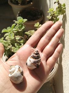 💦Natural Seashell for Decor💦