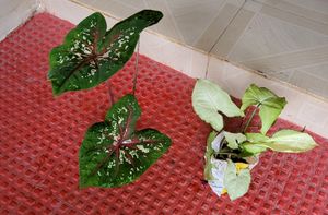 Pack 2.) UJJAISEEDS rare polka &amp; Arrowhead Plant