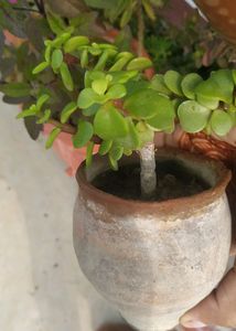 Jade Plant