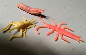 Animals For Projects