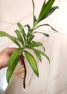 Dracaena angustifolia Plant