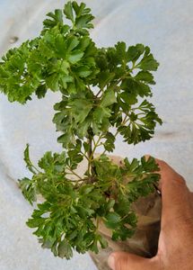 pack 2 Ming Aralia &amp; ujjalaseeds rare polka🪴