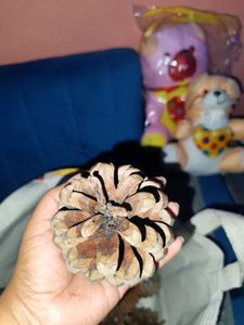 Natural Pine Cones