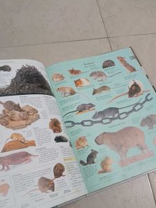 DK Illustrated Family Encyclopedia Vol 12