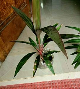 Pack 2 Moses in the Cradle &amp; Dracaena RubyHeal