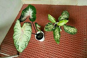 Pack 2 Syngonium &amp;calcium cherryplant 🌵