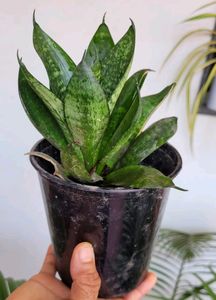 Snake &amp; Curry Leaves Plant🌵&amp; Pot