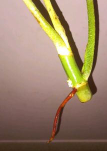 Rare Philodendron Florida ghost top Cutting